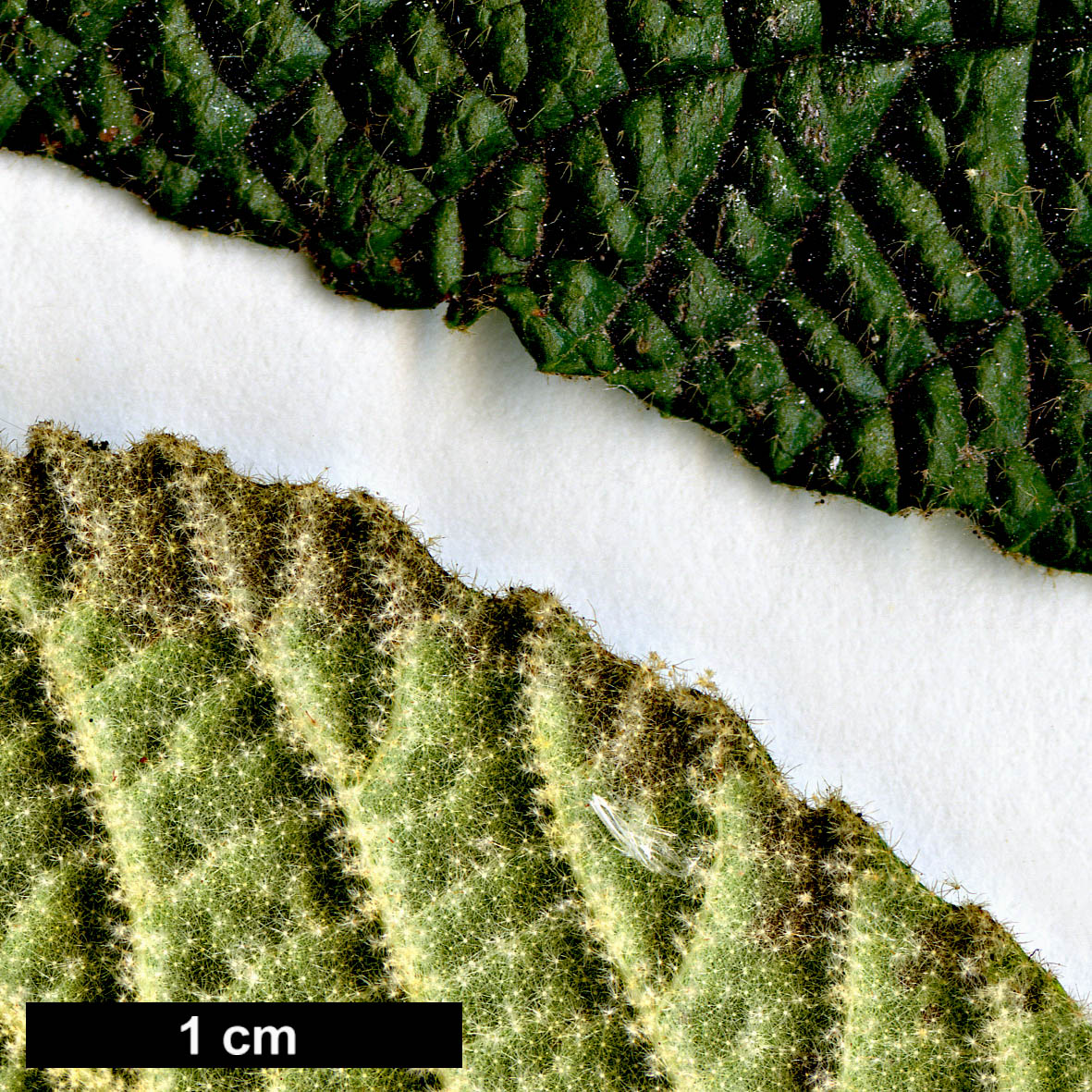 High resolution image: Family: Adoxaceae - Genus: Viburnum - Taxon: ×rhytidophylloides (V.lantana × V.rhytidophyllum)